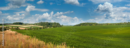 fresh soybean field, landscape of crops on the hills in summer with blue sky