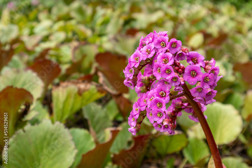 Bergenia purple - Bergenia purpurascens - blurry background