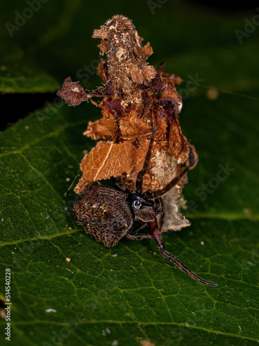 Small Orbweaver Spider on a Small Bagworm Moth