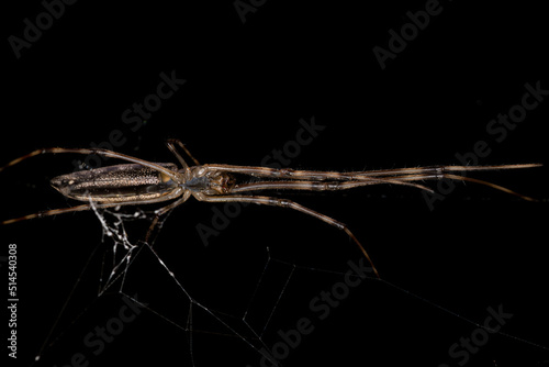 Adult Long-jawed Orbweaver Spider