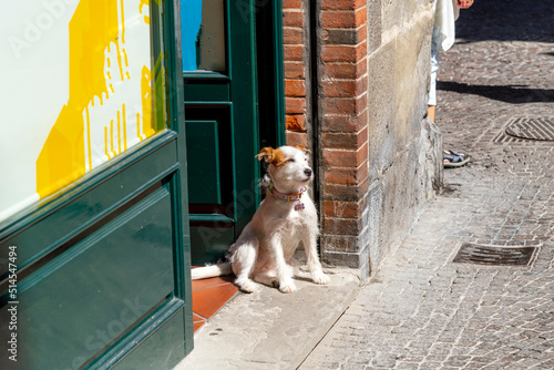 A scruffy medium sized dog sits on a shop doorway in the medieval center of the Tuscan city of Lucca, Italy.