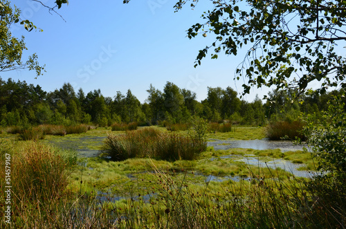 Moorlandschaft - Pietzmoor in der Lüneburg Heide bei Schneverdingen im Sommer