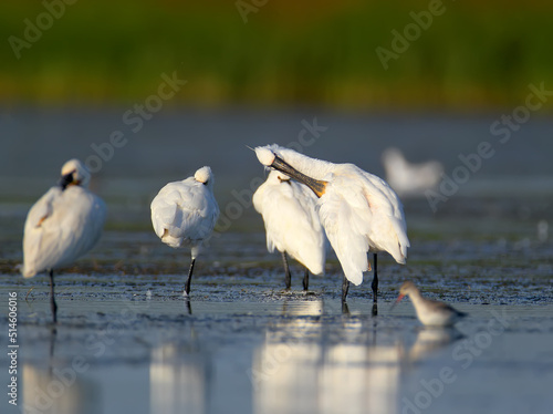 Close-up of a Eurasian spoonbills portrait on a blurred background. The detail of the plumage and the identifying features are clearly visible.