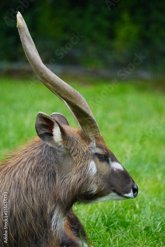 Sitatunga