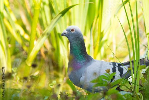  pigeon surrounded by greenery, close up