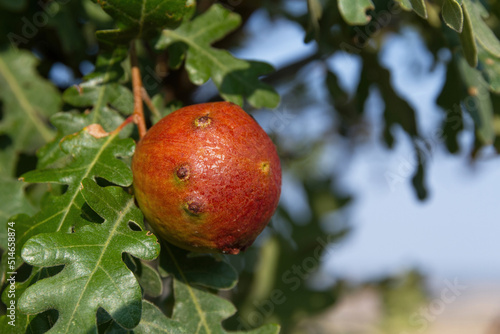 Oak gall oak branch 