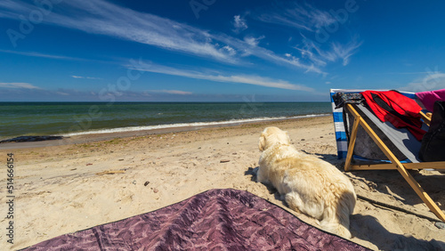 pies golden retriever na wakacjach nad morzem bałtyckim