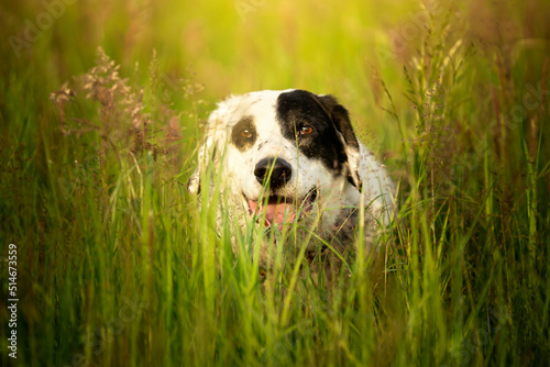 Pies przyczajony w trawie 