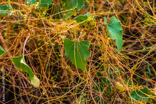 Amar bail or dodder (Cuscuta) - yellow parasitic plant without leaves. Cuscuta is a commonly used in traditional Chinese medicine. on green grass, racemosa, cipó-chumbo, Yellow filaments