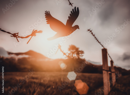 free bird enjoying nature on sunset background, hope concept . soft focus picture 