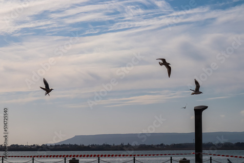 Seagulls flying during sunrise at the harbor waterfront of the city of Syracuse, Sicily, Italy, Europe EU. Wildlife at Mediterranean seaside. Flock of Birds flying over the sea, ocean