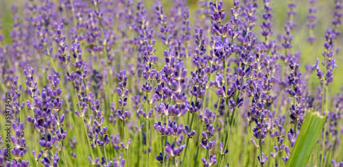 close up of bunch of lavender flowers in blossom