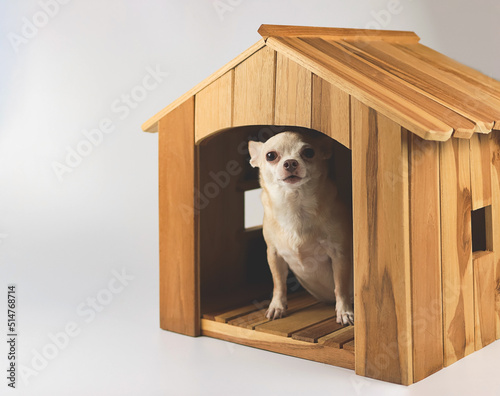 fat brown short hair chihuahua dog sitting inside wooden doghouse, looking at camera, isolated on blue background.