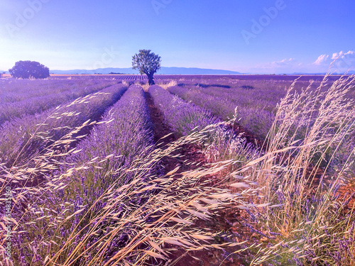 Beauté et couleurs d'un champ de lavande sur le plateau de Valensole dans le Sud de la France en été avec un arbre isolé