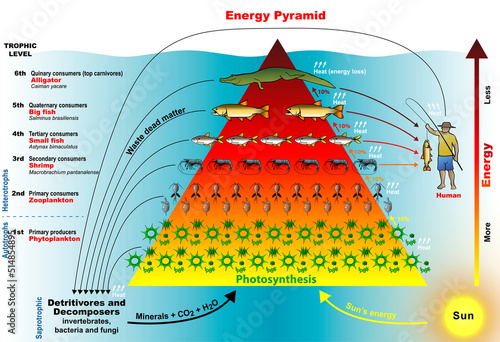 Energy Pyramid - Graphical representation designed to show the production or turnover (the rate at which energy or mass is transferred from one trophic level to the next) of biomass at each trophic le
