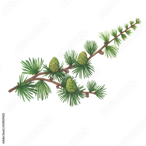 Close-up green branch with pine cones of European larch tree (Larix decidua, karamatsu). Watercolor hand drawn painting illustration isolated on white background.
