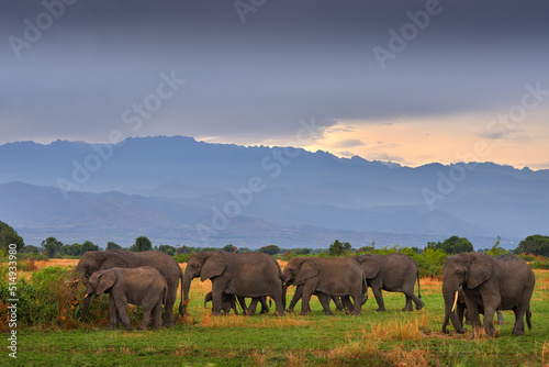 Elephant with mountains. Elephant in rain. Elephant in Murchison Falls NP, Uganda. Big Mammal in the green grass, forest vegetation in the background. Elephant watewr walk in the nature habitat Uganda