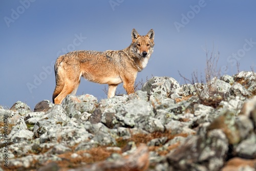 Wolf, Canis lupus, in Wild nature, Eastern Rhodopes mountain, Bulgaria in Euroe Portrait of predator, beautiful wolf. Animal in stone hill, face contact in the rock. Wildlife scene from nature.