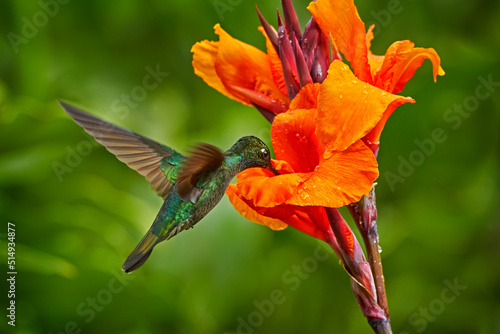 Costa Rica wildlife. Talamanca hummingbird, Eugenes spectabilis, flying next to beautiful orange flower with green forest in the background, Savegre mountains, Costa Rica. Bird fly in nature.