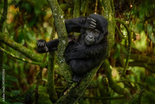 Gorilla baby. Young Gorilla in the habitat, Bwindi NP in Uganda. Cute wildlife in Africa. Mountain Gorilla in the forest, on climb up the tree, light in the forest. Wildlife Uganda.