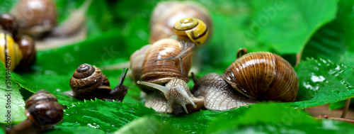 Many snails crawl on green leaves close-up. The use of snail mucus in cosmetology. Skin care and beauty concept