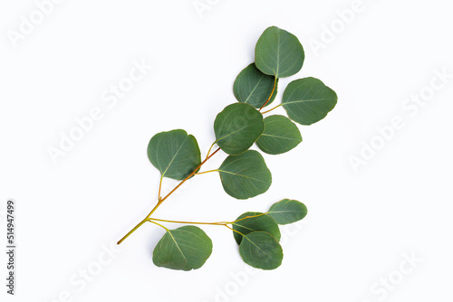 Green leaves of eucalyptus on white