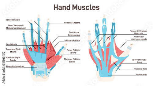 Back muscles system. Didactic scheme of anatomy of human muscular