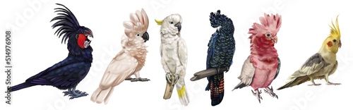 a large set of cockatoo parrots. Realistic illustration of parrot species. Macaw, black cockatoo, corella, palm cockatoo.