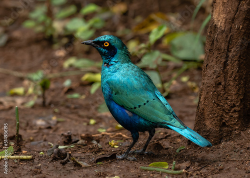 One glossy greater blue-eared starling on the ground