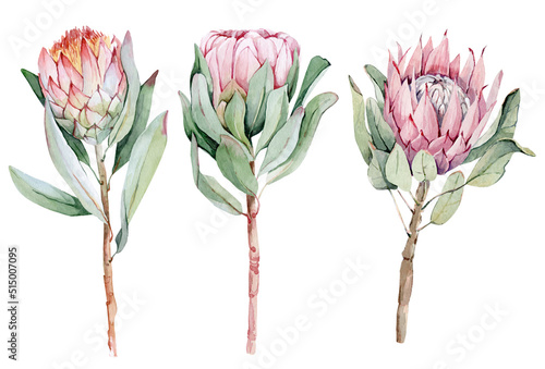 Watercolor clipart of exotic protea flowers. Pink protea. Set of flowers on a white background. For wedding invitation cards scrapbooking posters fabric planners