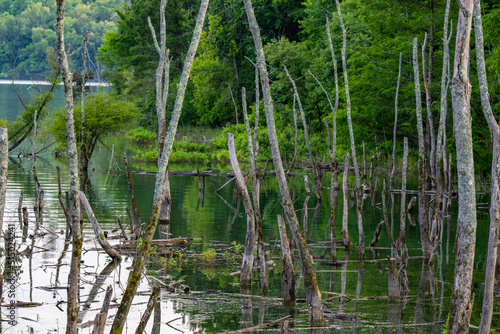 Lake Norris Backwater Swamp