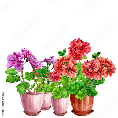 Blooming geranium in a ceramic pot. Hand drawn watercolor painting isolated on white background. Red and pink pelargonium flower postcard. Botanical design element. Houseplants. Fragrant bouquet.