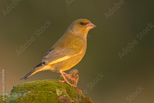 dzwoniec, Greenfinch, Chloris chloris