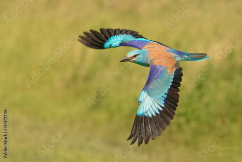 Kraska, European Roller, Coracias garrulus