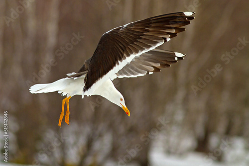 Mewa żółtonoga, Lesser black-backed gull, Larus Fuscus