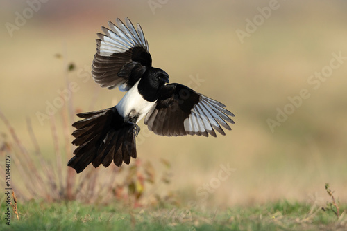 sroka, Eurasian magpie, Pica pica