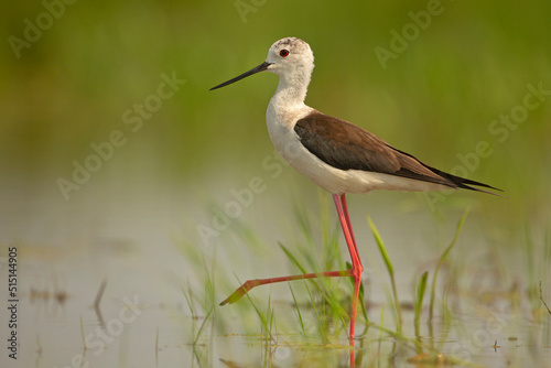 szczudłak, Black-winged stilt (Himantopus himantopus)