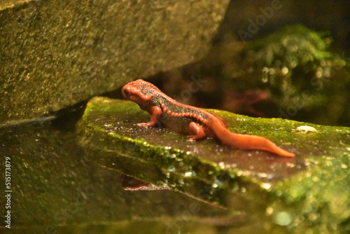 Red Emperor Newt Up Close and Personal