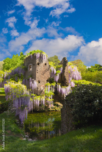 Historic ruins with beautiful plant of wisteria in the Ninfa garden during spring season, Lazio, Italy