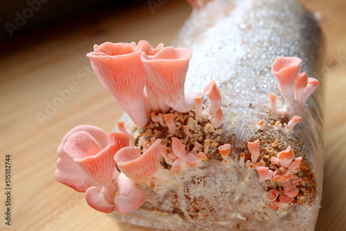 Closeup of Immature Pink Oyster Mushrooms Growing Out of Spawn Bag