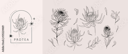 Set of luxury protea flowers and logo. Trendy botanical elements. Hand drawn line leaves branches and blooming. Wedding elegant wildflowers for invitation save the date card. Vector