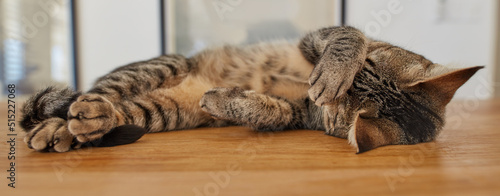 Cute tabby cat sleeping on a table at home. Funny pet domestic shorthair lying on a wooden surface, relaxing inside. Adorable spoiled striped brown kitten covering its face with paw while napping
