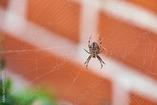 A brown walnut orb weaver spider on its web from below, against blurred background of red brick house. Striped black arachnid in the center of its cobweb. The nuctenea umbratica is beneficial insect