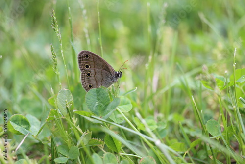 A little wood satyr butterfly sitting on the ground in a field in springtime