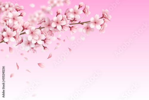 Cherry Blossom Background - 1
