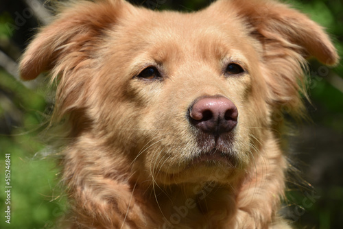 Adorable toller dog with a sweet face.