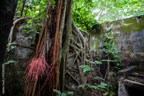 Trees and roots growing over an abanonded house in Armero Town after 37 years of the tragedy caused by the Nevado del Ruiz Volcano in 1985