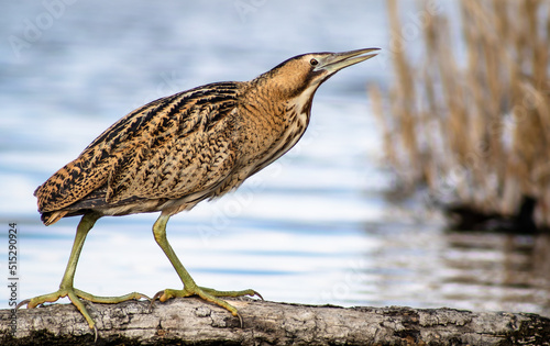 Great bittern (Botaurus stellaris) on a lake