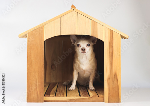 fat brown short hair chihuahua dog sitting inside wooden doghouse, isolated on white background.