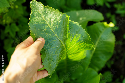 Horseradish plant leaf, a perennial vegetable plant growing a vegetable garden on a sunny summer day.